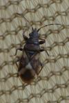 Oxycarenus modestus