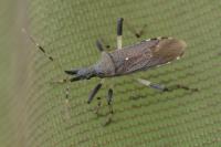Dicranocephalus albipes