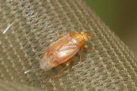 Agnocoris