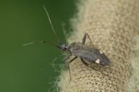 Closterotomus fulvomaculatus