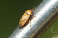 Salicarus roseri