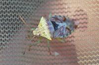 Elasmucha grisea