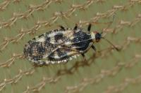 Dictyla echii