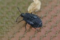 Dictyla echii