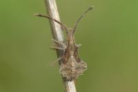 Syromastus rhombeus