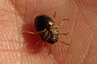 Neottiglossa pusilla