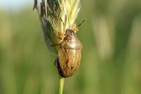 Neottiglossa pusilla