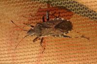 Ceraleptus gracilicornis