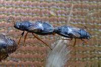 Acompus rufipes