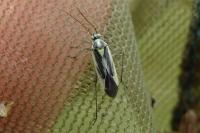 Stenotus binotatus
