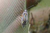 Horistus orientalis