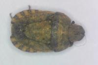 Sciocoris macrocephalus