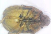 Sciocoris macrocephalus