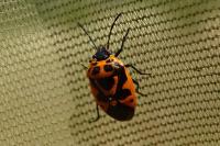 Eurydema dominulus