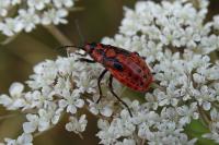 Spilostethus saxatilis