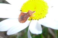 Phymata crassipes