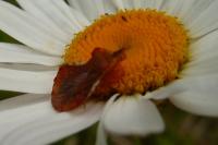Phymata crassipes