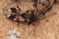 Scolopostethus pictus
