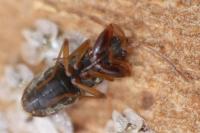 Scolopostethus pictus