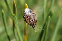 Holcogaster fibulata