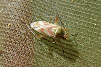 Calocoris roseomaculatus roseomaculatus