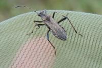 Camptopus lateralis
