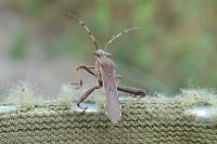 Camptopus lateralis