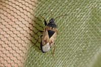 Xanthochilus quadratus