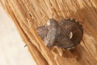 Dyroderes umbraculatus