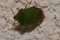 Palomena prasina