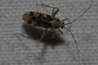 Phytocoris tiliae