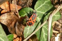 Pyrrhocoris apterus