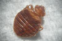 Cimex lectularius
