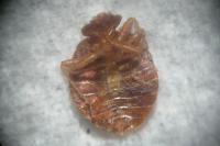 Cimex lectularius