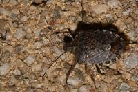 Halyomorpha halys