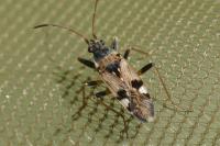 Beosus maritimus