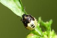 Stagonomus venustissimus