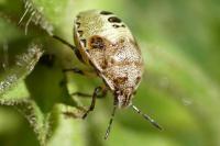 Stagonomus venustissimus