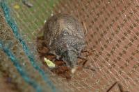 Podops inunctus