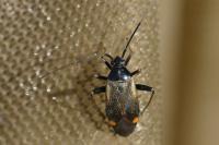 Adelphocoris seticornis