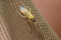 Phylus melanocephalus