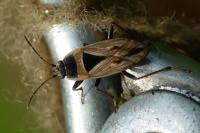 Xanthochilus quadratus