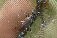 Dicranocephalus albipes