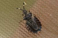 Aradus versicolor
