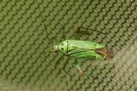 Mermitelocerus schmidtii
