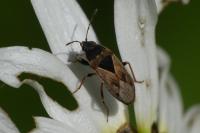Trapezonotus ullrichi