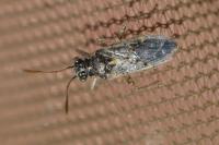 Brachycarenus tigrinus