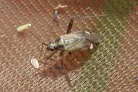 Closterotomus fulvomaculatus