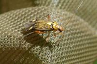 Rhabdomiris striatellus