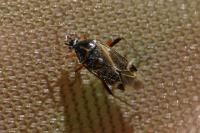Harpocera thoracica